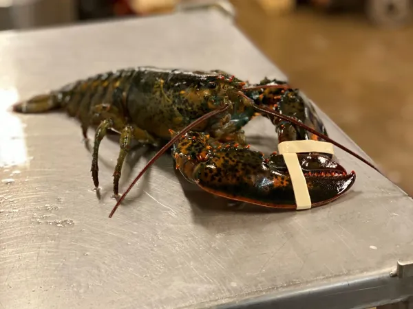 Hummer på en rostfri bänk