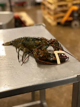 Hummer på en rostfri bänk