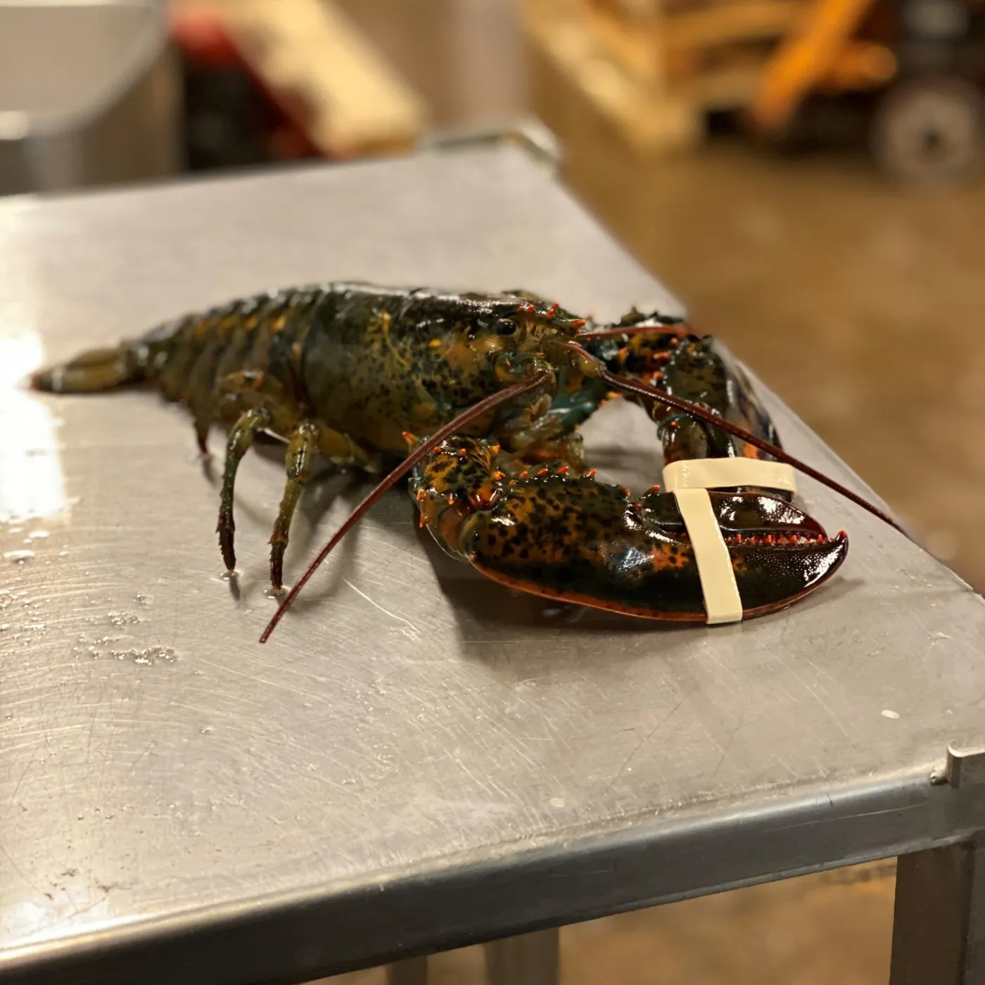Hummer på en rostfri bänk