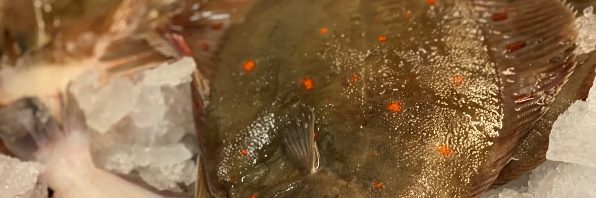 Hel plattfisk på krossad is