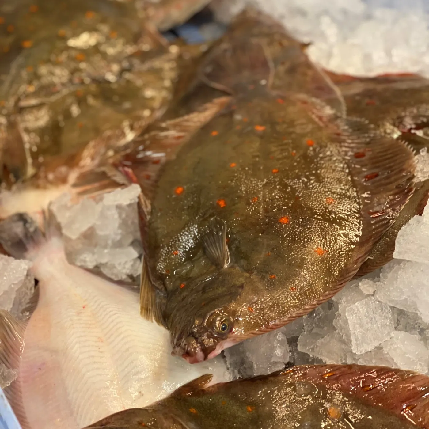 Hel plattfisk på krossad is