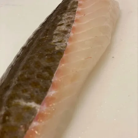 Färsk fiskfilé med skinn
