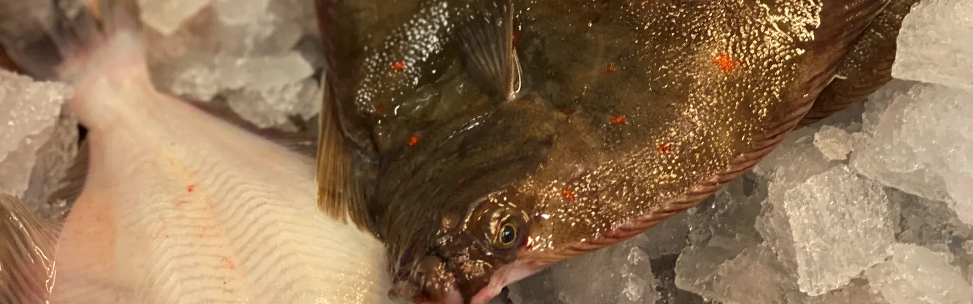 Plattfisk på krossad is