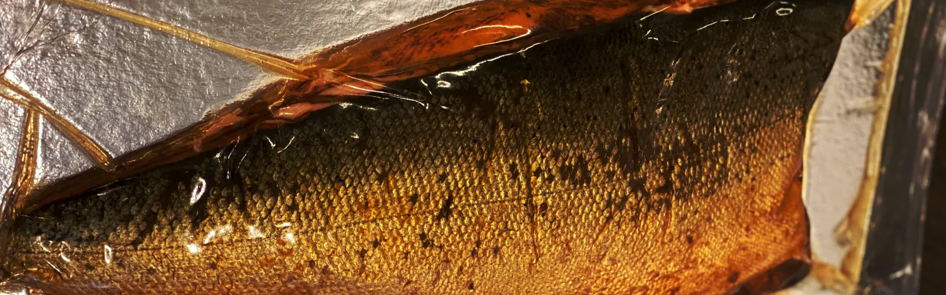 Närbild på fiskskinn med gyllene fjäll