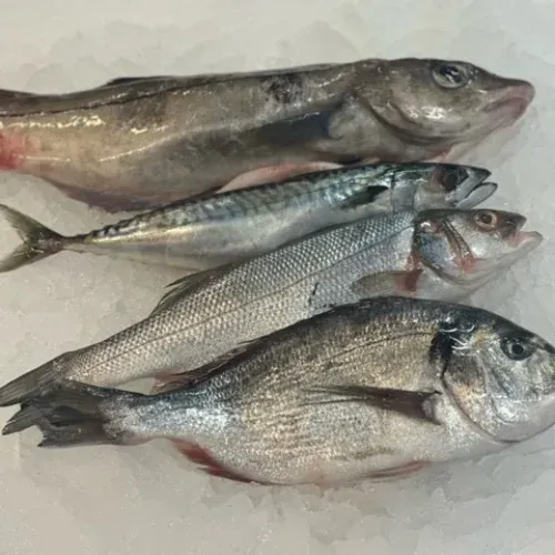 Flera hela fiskar på is
